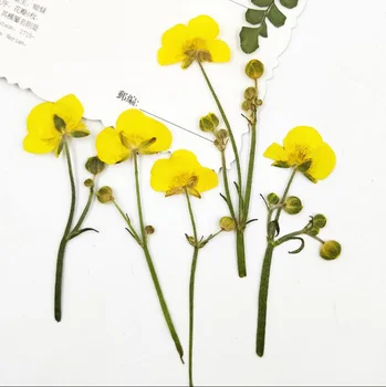 12 бр. Пресовани Сушени Цветя, Ranunculus Japonicus Thunb с Дръжка Растения Хербарий За Бижута Калъф За Телефон Полагане на Рамка за Осъществяване на